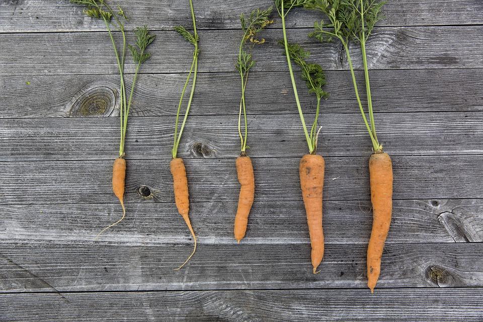 The successful innovator is like a master carrot grower: he weeds out the smaller carrots to leave space and water for the larger ones.